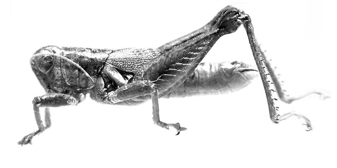 Eurotettix similraphael Cigliano, 2007: Fig. 2F. male habitus. (Otu).