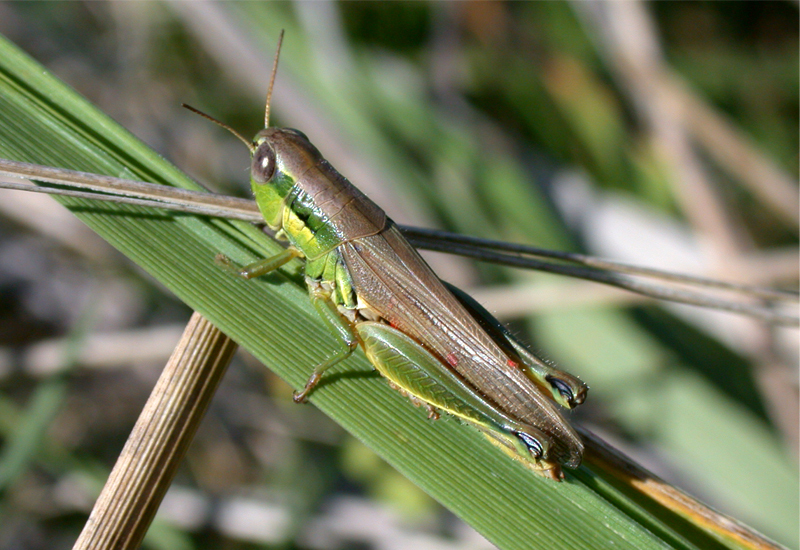 Leiotettix pulcher Rehn, 1913: female (Argentina, La Pampa, Carhue). (Otu).