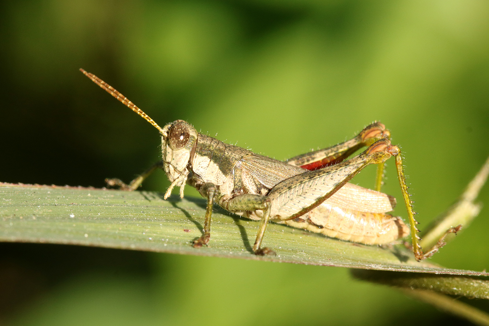 Ronderosia bergii (Stål, 1878): male (Argentina, Buenos Aires, La Plata, 19 May 2020). (Otu).