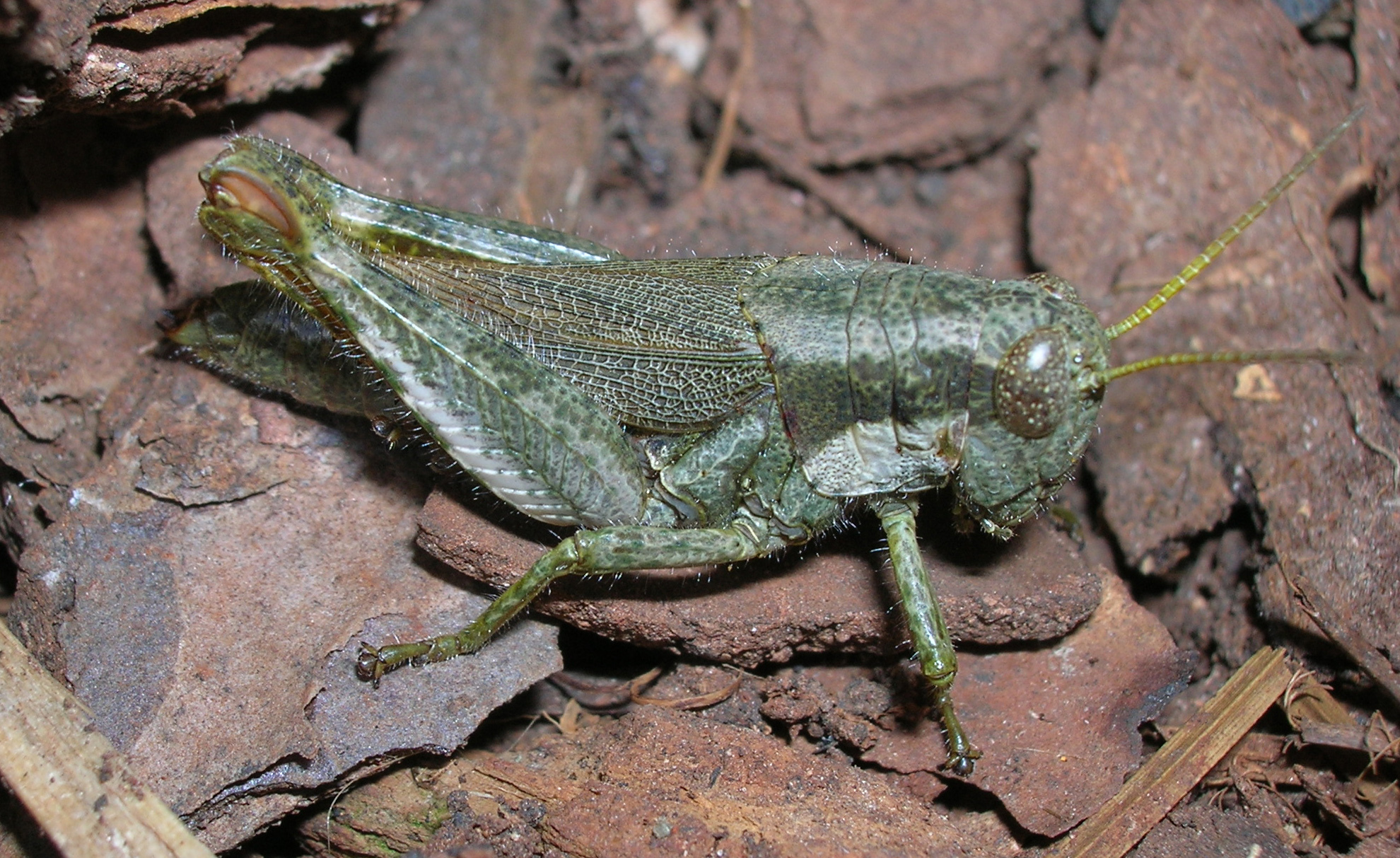 Ronderosia malloi (Liebermann, 1966): female. (Otu).
