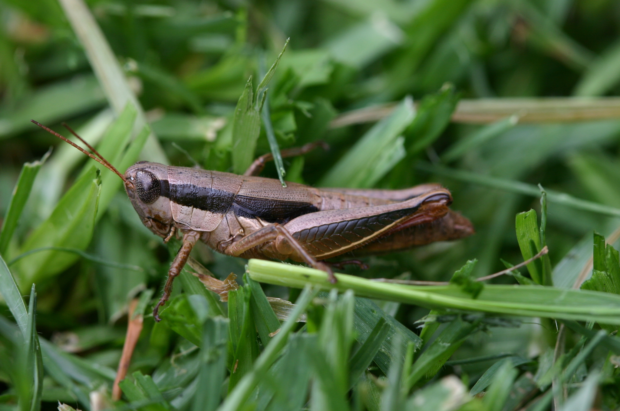 Scotussa brachyptera Cigliano & Ronderos, 1994: female (Argentina, Corrientes, XII 2006). (Otu).