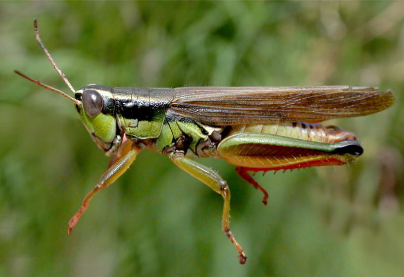 Scotussa cliens (Stål, 1861): male (Argentina, Misiones). (Otu).