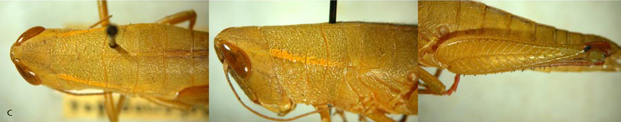 Floritettix hubbelli (Hebard, 1936): female. (Otu).