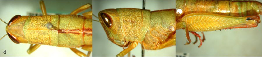Floritettix nigropicta (Hebard, 1936): female. (Otu).