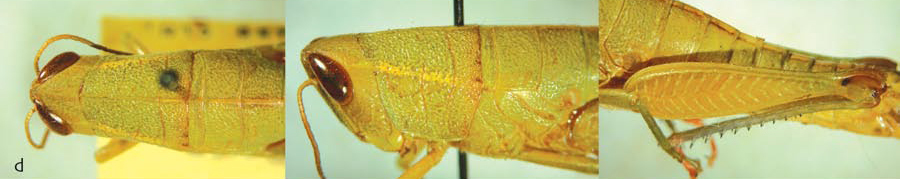 Floritettix aptera (Scudder, 1878): female. (Otu).