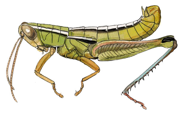 Aptenopedes sphenarioides Scudder, 1878: male. (Otu).