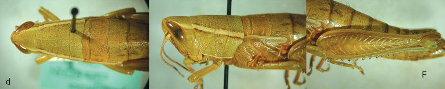 Aptenopedes clara Rehn, 1902: female. (Otu).