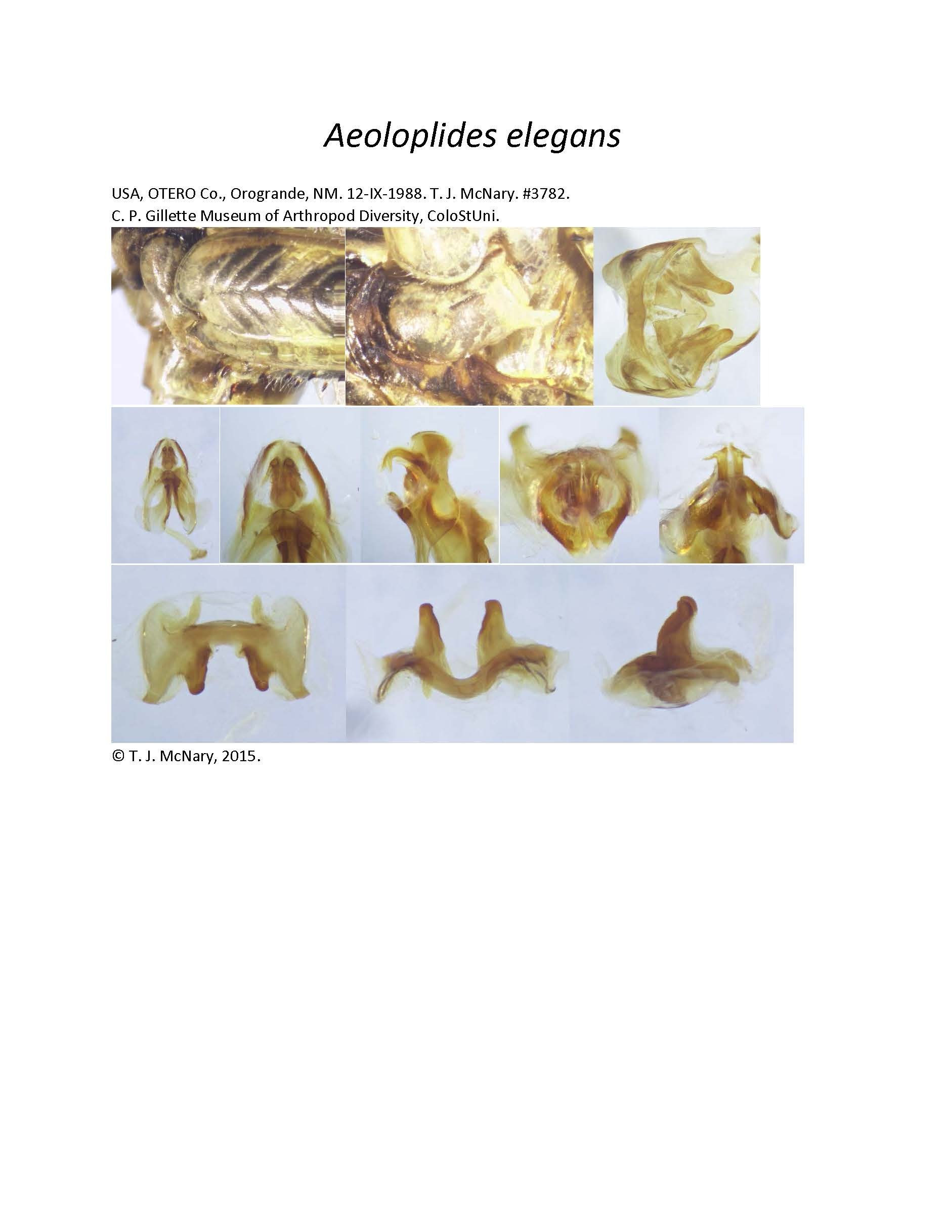 Aeoloplides elegans (Scudder, 1897): (Otu).