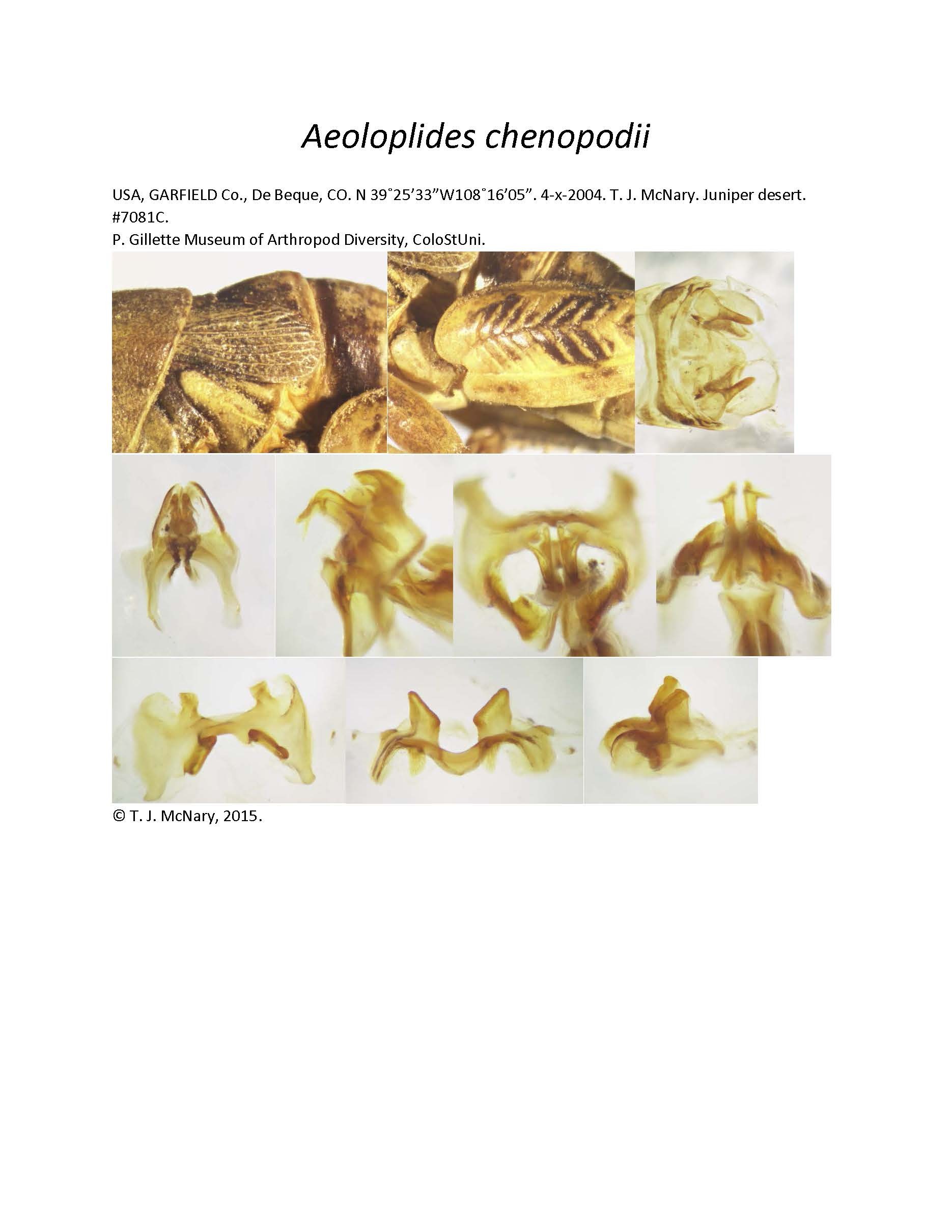 Aeoloplides chenopodii (Bruner, 1894): (Otu).