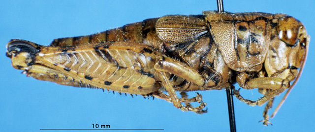 CollectionObject 1537629; 56313d45-0516-4ca2-b39f-ca86d1139d82, DORSA EAagrcryP01: female, lateral view (paratype). (CollectionObject).