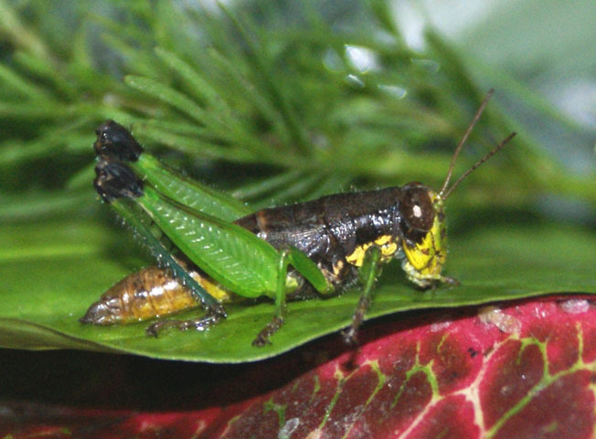 Cephalotettix chinantecus Fontana, Buzzetti & Mariño-Pérez, 2011: female. (Otu).