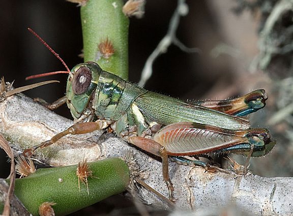 Chloroplus cactocaetes Hebard, 1918: male (Jim Wells County, Texas, 5 November 2010). (Otu).