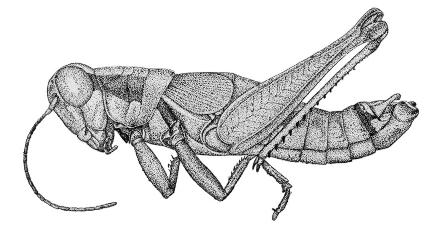 CollectionObject 1524059; 439342ab-4c9a-4b27-832f-c4c27465f363: Fig. 1 (after type). male, lateral view (body length 22 mm, pronotum 5 mm, hind femur 12.5 mm). (CollectionObject).