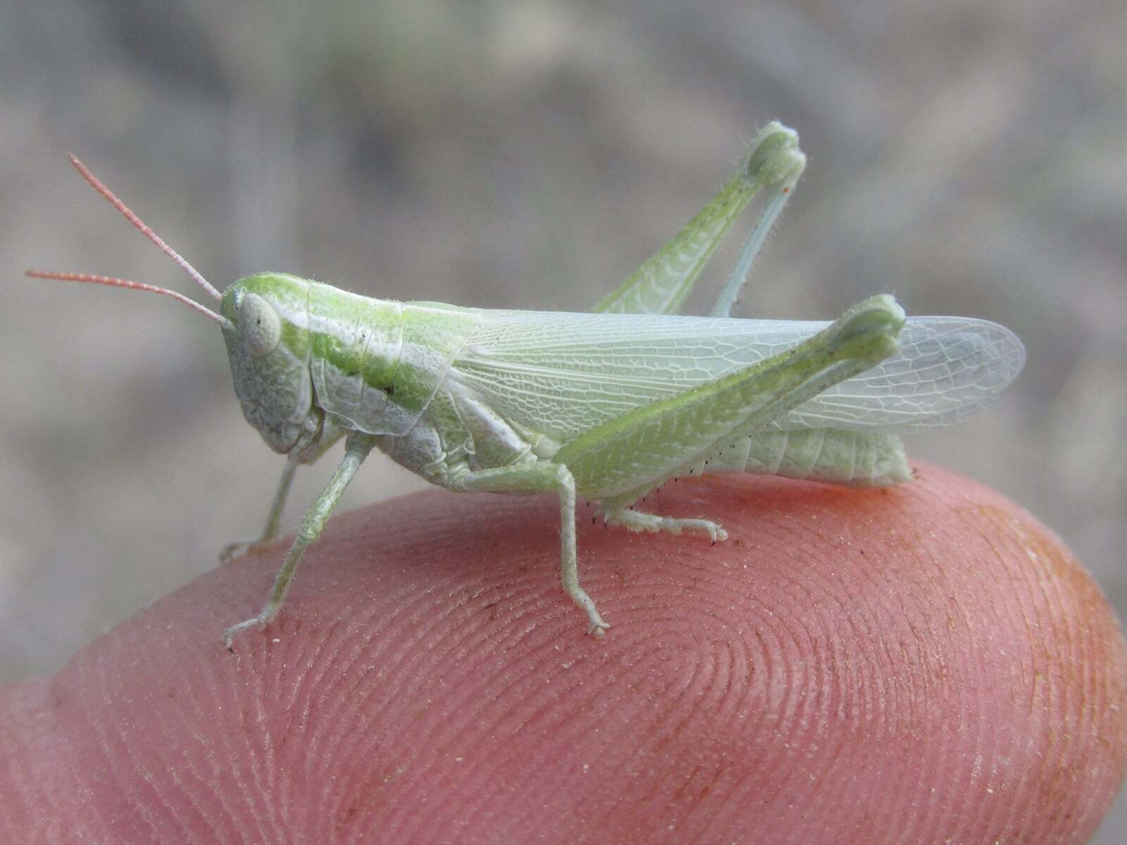 Hypochlora alba (Dodge, 1876): female, long-winged morph (off King Canyon Road, about 5.5 miles south of Chadron, Nebraska, 14 July 2020). (Otu).