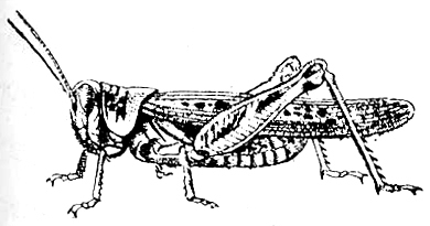 Melanoplus sanguinipes atlanis (Riley, 1875): Fig. 142. male (body length 17-21.5). (Otu).