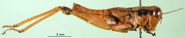 CollectionObject 1501942; 7f990179-332e-4c2a-b5fd-8ecdd4c2f333: male, lateral view (paratype). (CollectionObject).