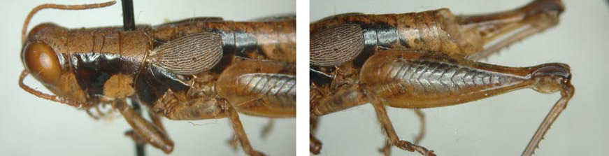 Melanoplus adelogyrus Hubbell, 1932: male. (Otu).