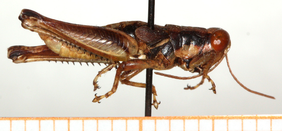 CollectionObject 1499440; 1222f642-f0e4-4b98-8df7-eda6e0374f2d: male, lateral view (holotype). (CollectionObject).