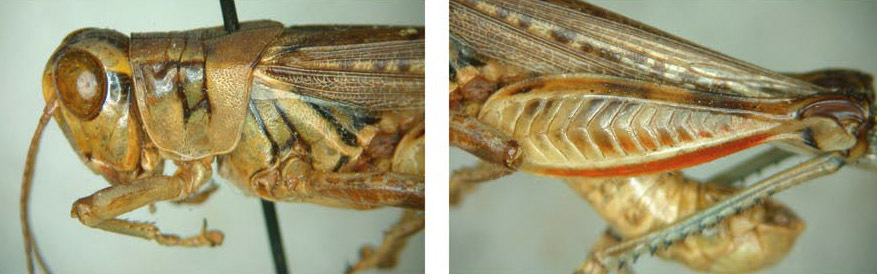 Melanoplus arizonae Scudder, 1878: male. (Otu).