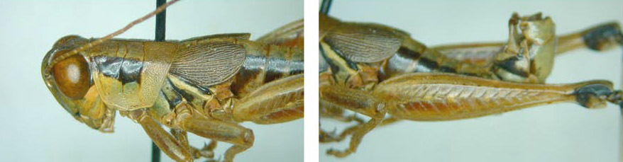 Melanoplus attenuatus Scudder, 1897: male. (Otu).