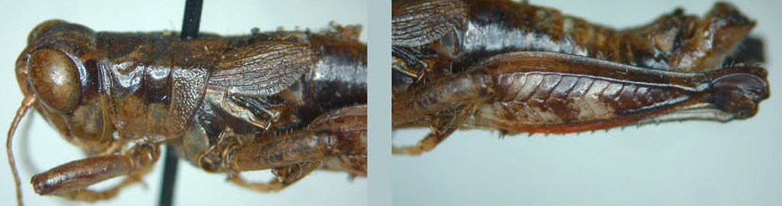 Melanoplus bernardinae Hebard, 1920: male. (Otu).