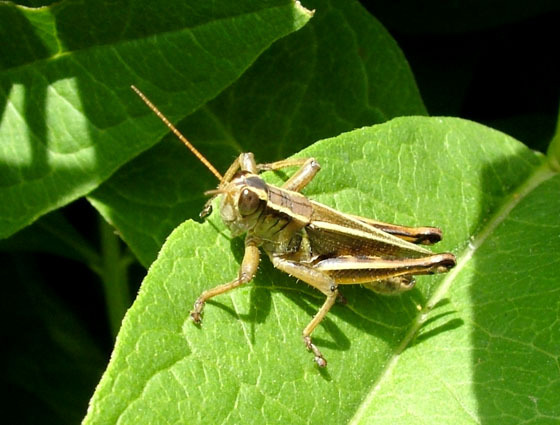Melanoplus bivittatus (Say, 1825): male from Seatac, King County, Washington (July 14, 2007). (Otu).