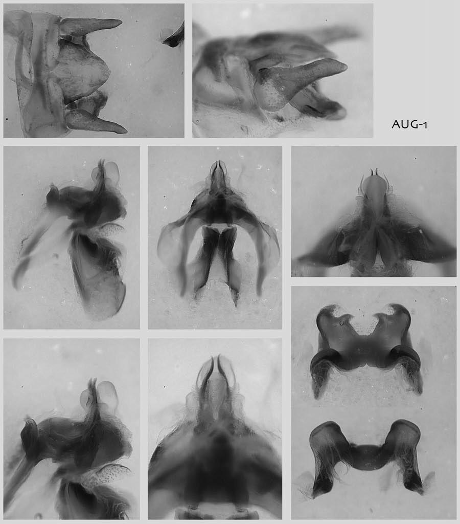 Melanoplus buxtoni Strohecker, 1963: male genitalia. (Otu).