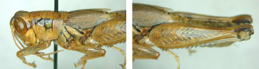Melanoplus cameronis Roberts, 1947: male. (Otu).