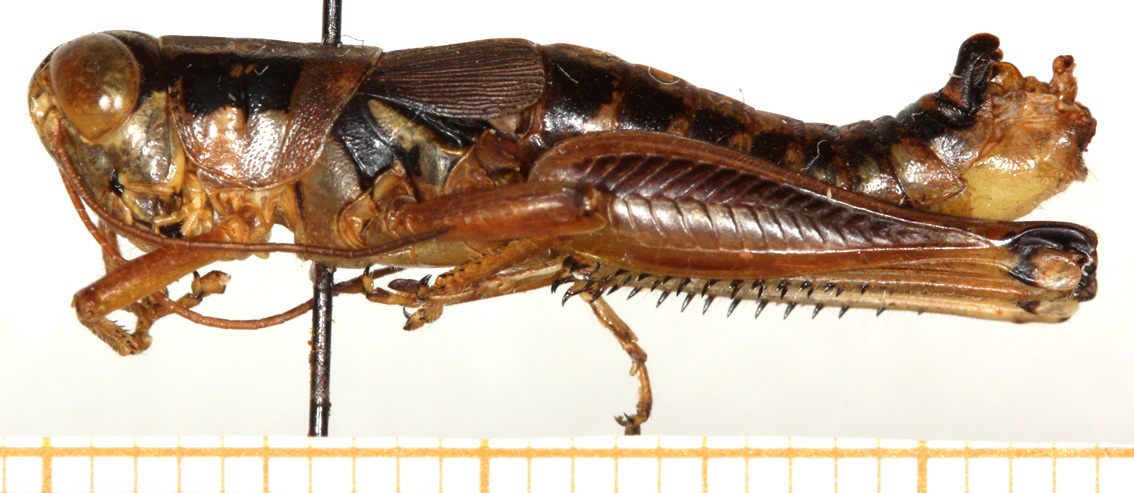 CollectionObject 1499441; b5184764-9d51-4d7c-96e5-eda385a76168: male, lateral view (holotype). (CollectionObject).