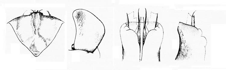 Melanoplus chimariki Gurney & Buxton, 1963: male genitalia. (Otu).