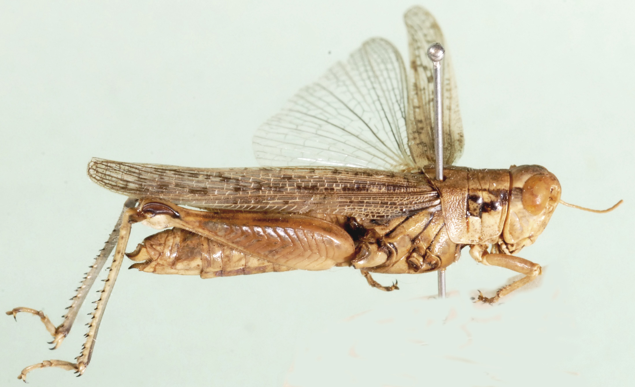 Melanoplus cinereus cinereus Scudder, 1878: female, lateral view. (Otu).