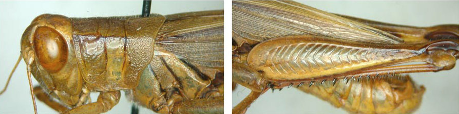 Melanoplus clypeatus (Scudder, 1877): male. (Otu).
