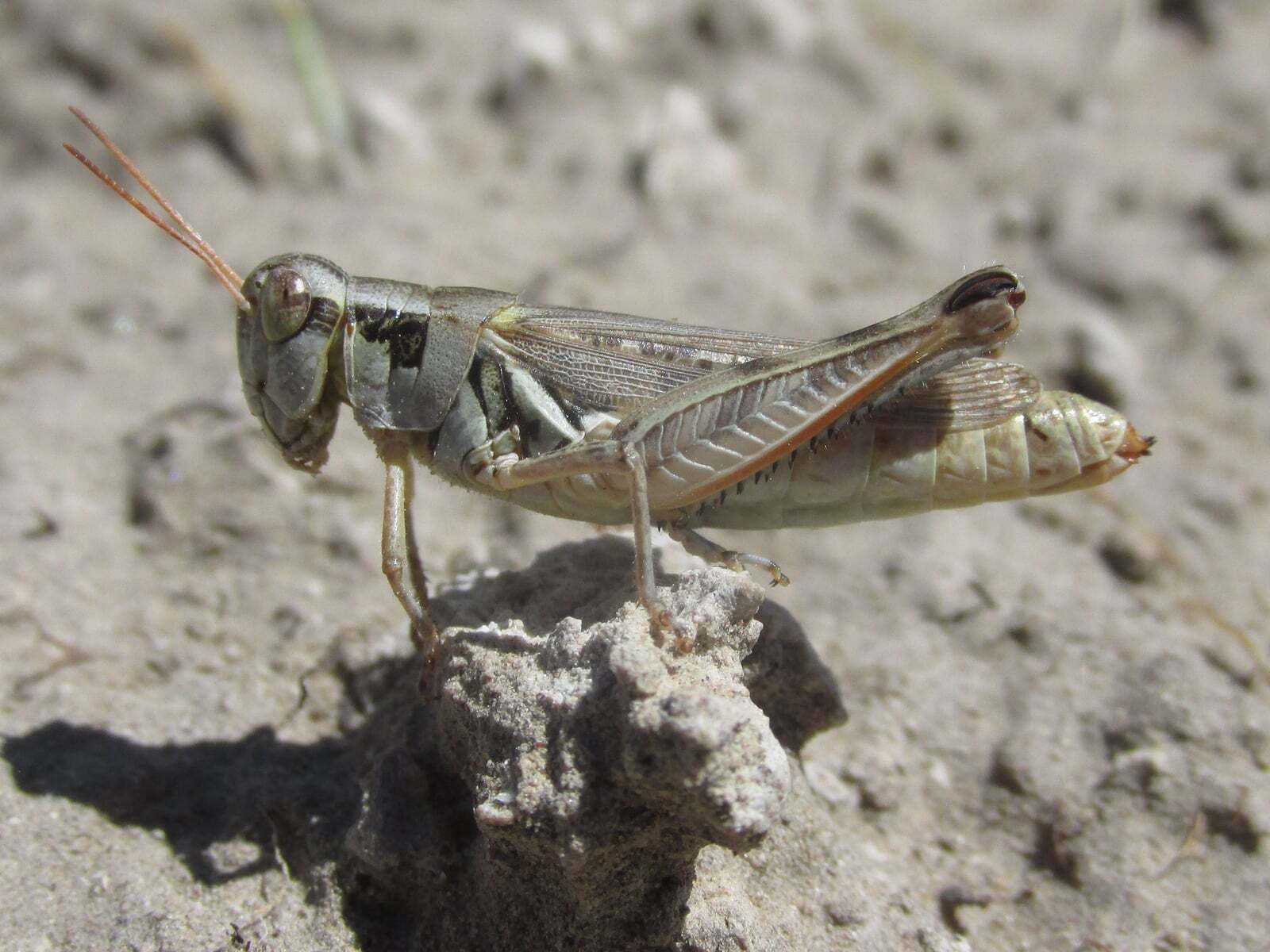 Melanoplus confusus Scudder, 1897: female (Pleasant Ridge Road, about 4 miles north of Harrison, Nebraska, 23 June 2020). (Otu).