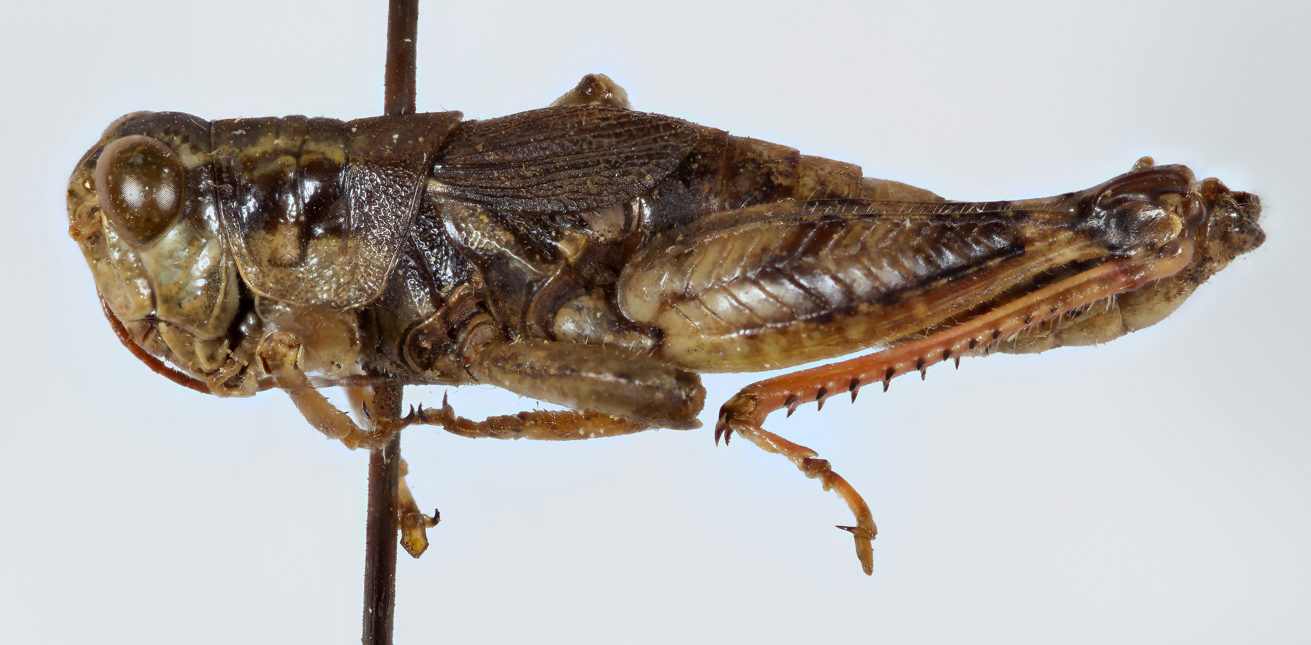 CollectionObject 1527172; 50ecea40-a231-4f8a-b9a7-13721a67e8bd: male, lateral view (holotype). (CollectionObject).