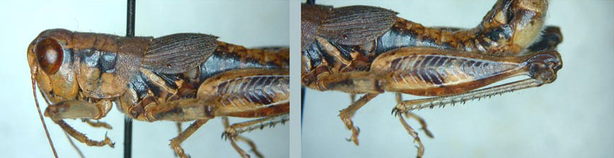 Melanoplus debilis Scudder, 1899: male. (Otu).
