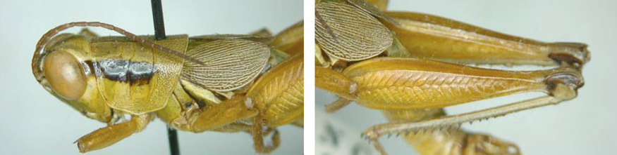 Melanoplus decorus Scudder, 1897: Male. (Otu).