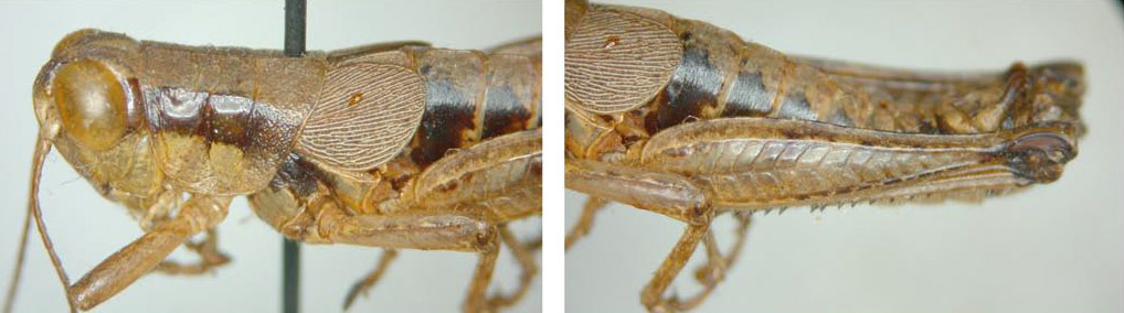 Melanoplus devius Morse, 1904: male. (Otu).