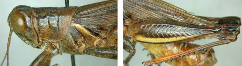 Melanoplus symmetricus Morse, 1904: male. (Otu).