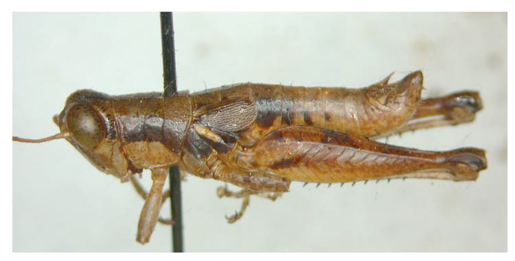 Melanoplus tequestae Hubbell, 1932: male. (Otu).