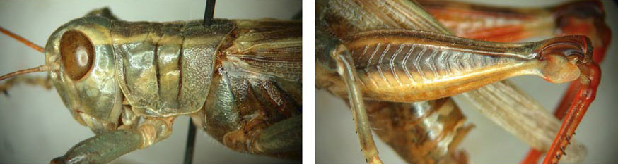 Melanoplus thomasi Scudder, 1897: male. (Otu).