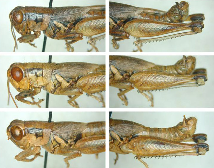 Melanoplus torridus Roberts, 1947: male. (Otu).