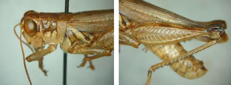 Melanoplus tuberculatus Morse, 1906: male. (Otu).