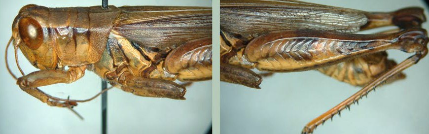 Melanoplus tunicae Hebard, 1920: male. (Otu).