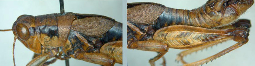 Melanoplus validus Scudder, 1899: male. (Otu).