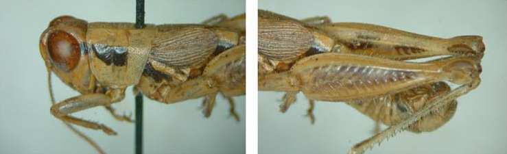 Melanoplus aspasmus Hebard, 1919: male. (Otu).