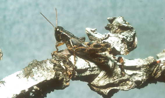 Melanoplus birchimi Rentz, 1978: (Otu).