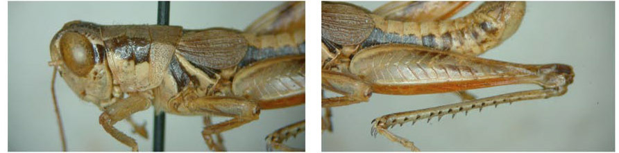 Melanoplus chumash Rentz, 1978: (Otu).