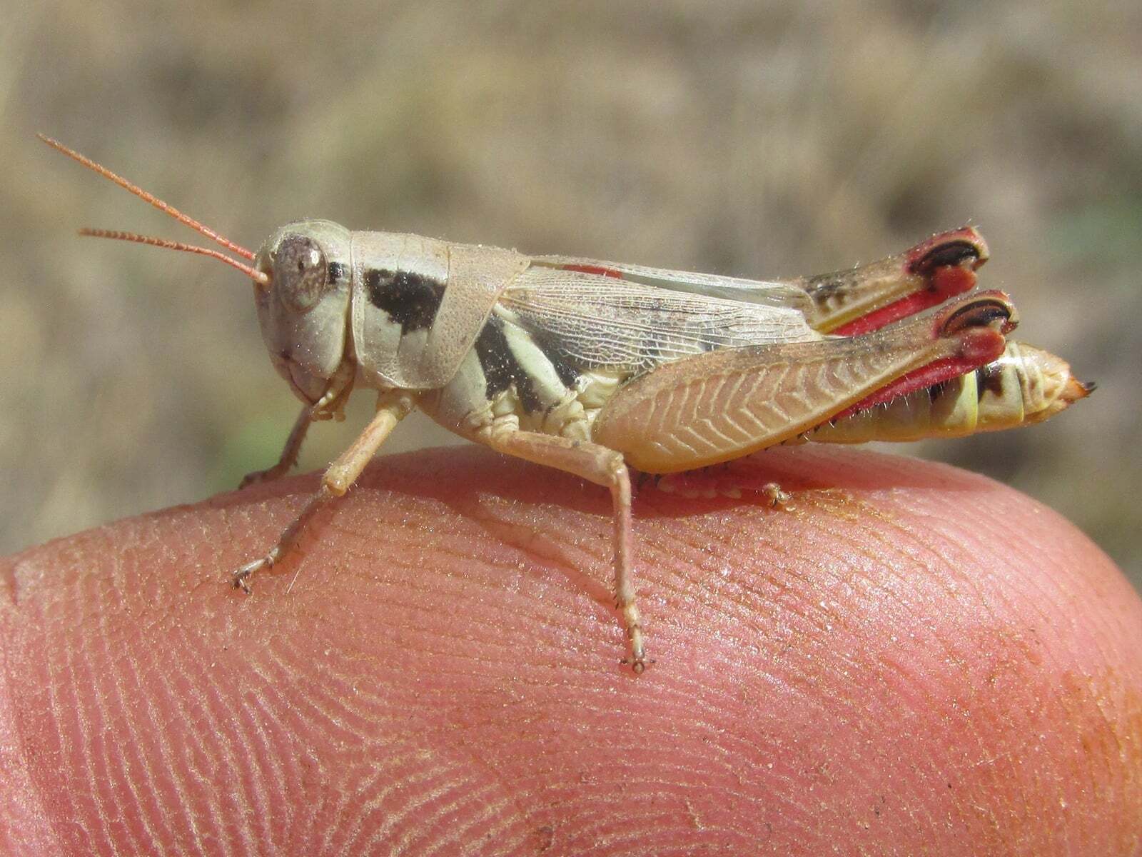 Melanoplus discolor (Scudder, 1878): female (off King Canyon Road, about 5.5 miles south of Chadron, Nebraska, 14 July 2020). (Otu).