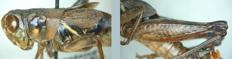 Melanoplus elaphrus Strohecker, 1963: male. (Otu).