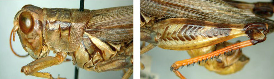 Melanoplus eumera Hebard, 1920: male. (Otu).